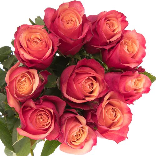 Rose rot/orange Bogart 40cm