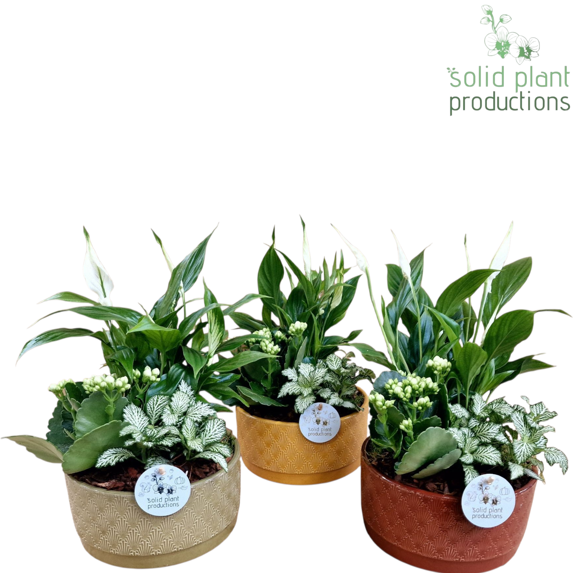 Spath.Arr mix NV006 Sarah Jungle T19 H040