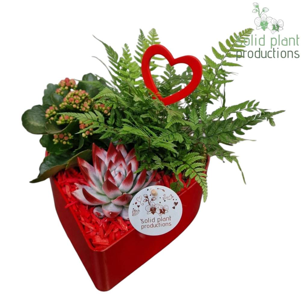 Kal.Arr Heart rot VE028RED T22 H023