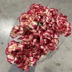 Nelke gelb/rosa Supersic 65cm