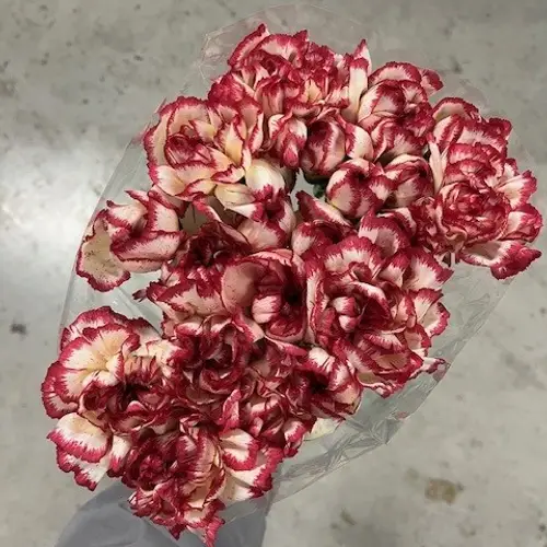 Nelke gelb/rosa Supersic 65cm