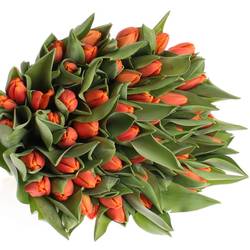  Tulpe dunkel orange Time Out 54 Gramm