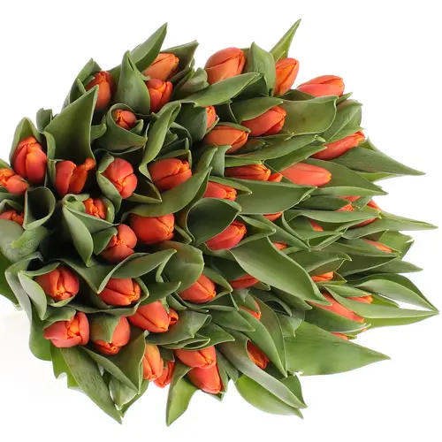 Tulpe dunkel orange Time Out 54 Gramm