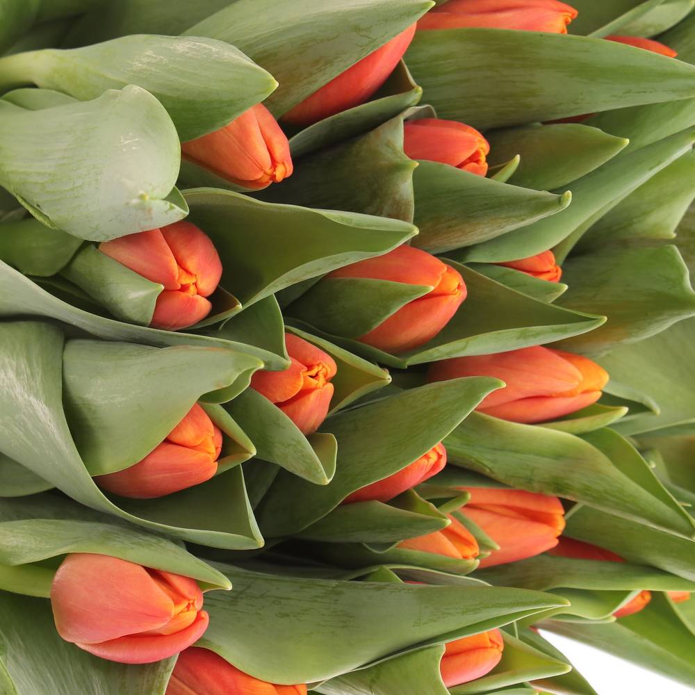 Tulpe dunkel orange Time Out 54 Gramm