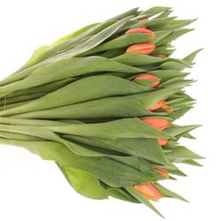 Tulpe dunkel orange Time Out 54 Gramm