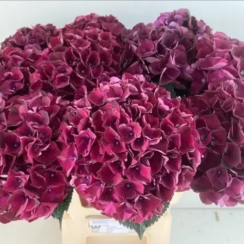 Hortensie fuchsia Dark Ruby Bol 20-22cm 60cm