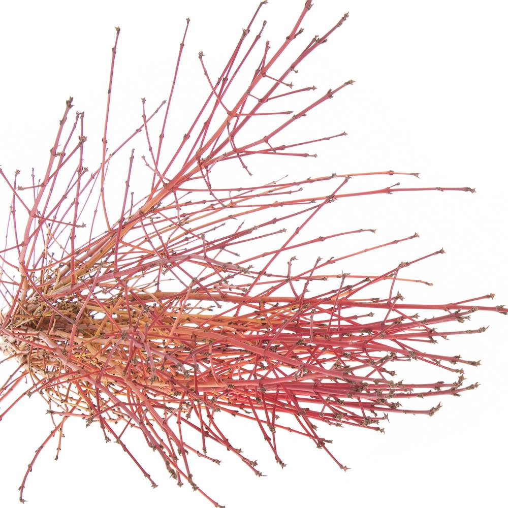 Cornus orange Winter Beauty 80cm