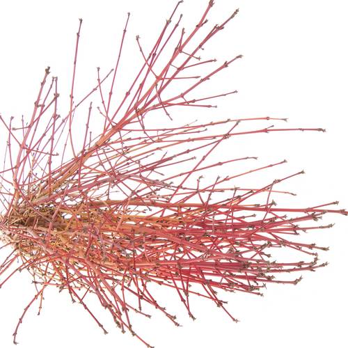 Cornus orange Winter Beauty 80cm