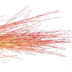 Cornus orange Winter Beauty 80cm