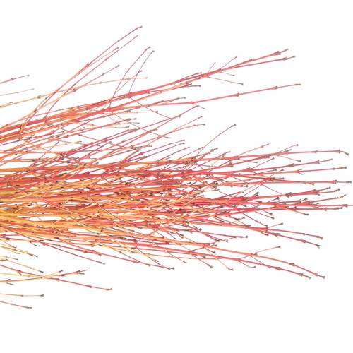 Cornus orange Winter Beauty 80cm