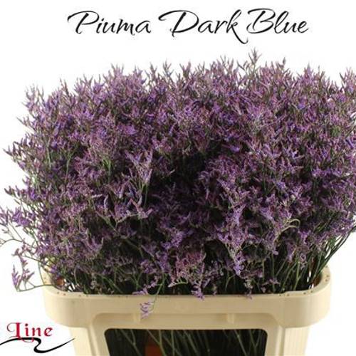Limonium lila Piuma Dark Blue 40 Gramm 80cm