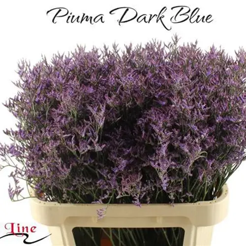 Limonium lila Piuma Dark Blue 40 Gramm 80cm