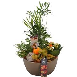 Chamaed.Arr PTHI5537 Herbst T18 H036