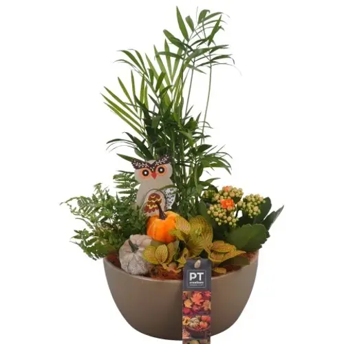 Chamaed.Arr PTHI5537 Herbst T18 H036