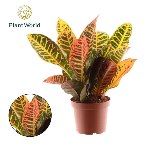 Croton Petra T12 H30