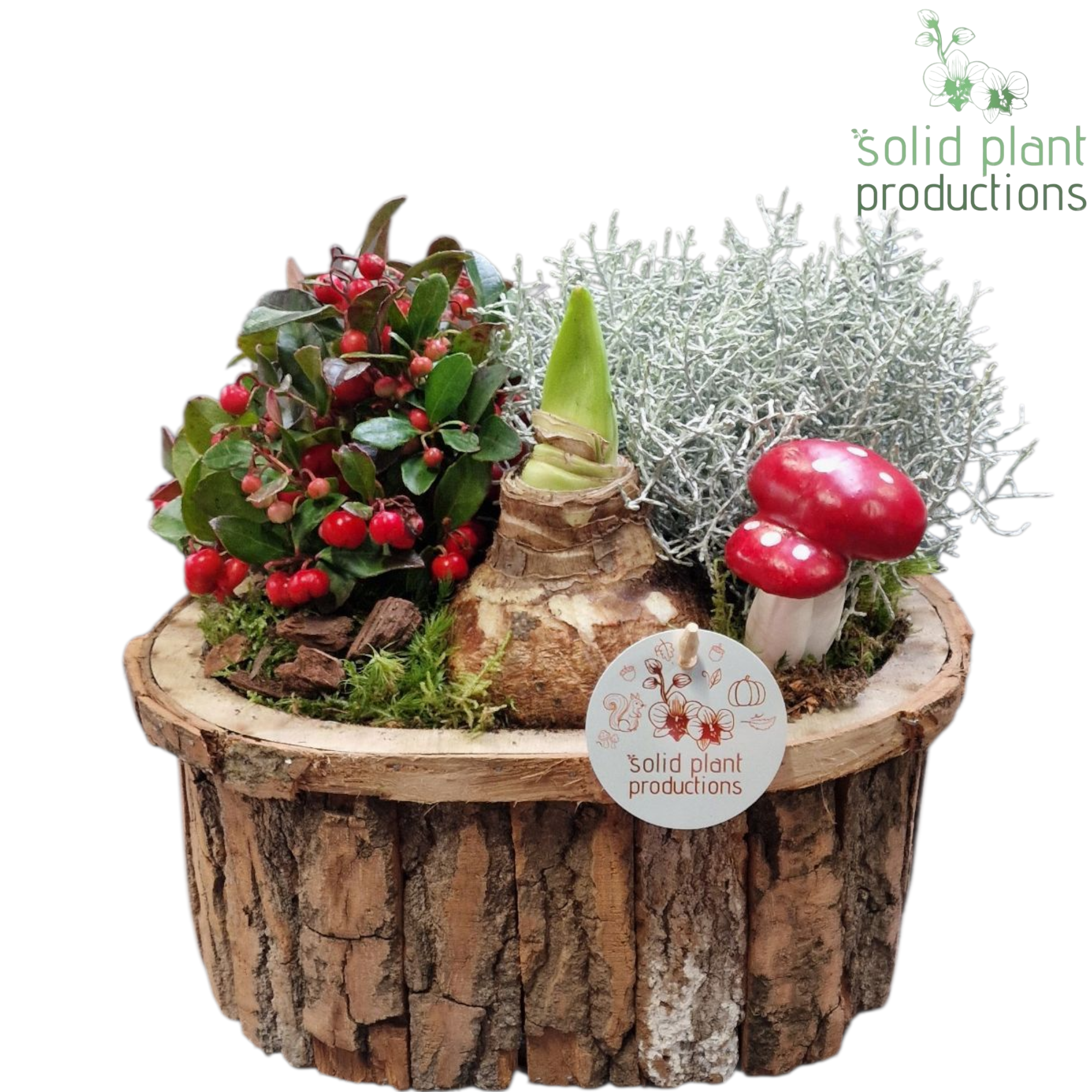 Amaryl.Arr BOLA001 Bark Large T26 H020