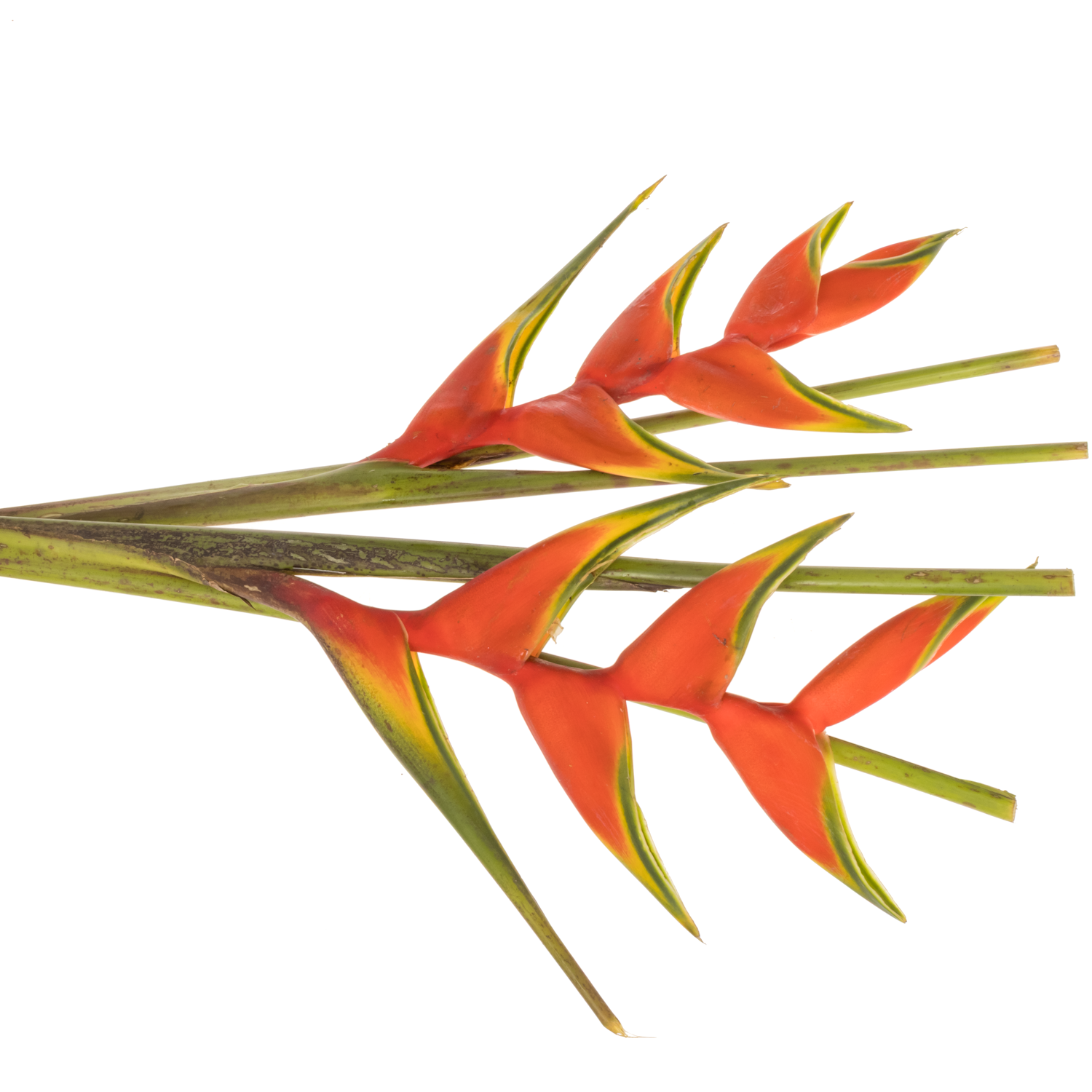 Heliconia Mittel orange Buae 90cm