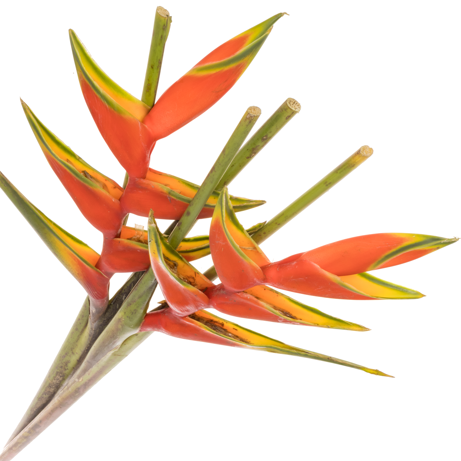 Heliconia Mittel orange Buae 90cm
