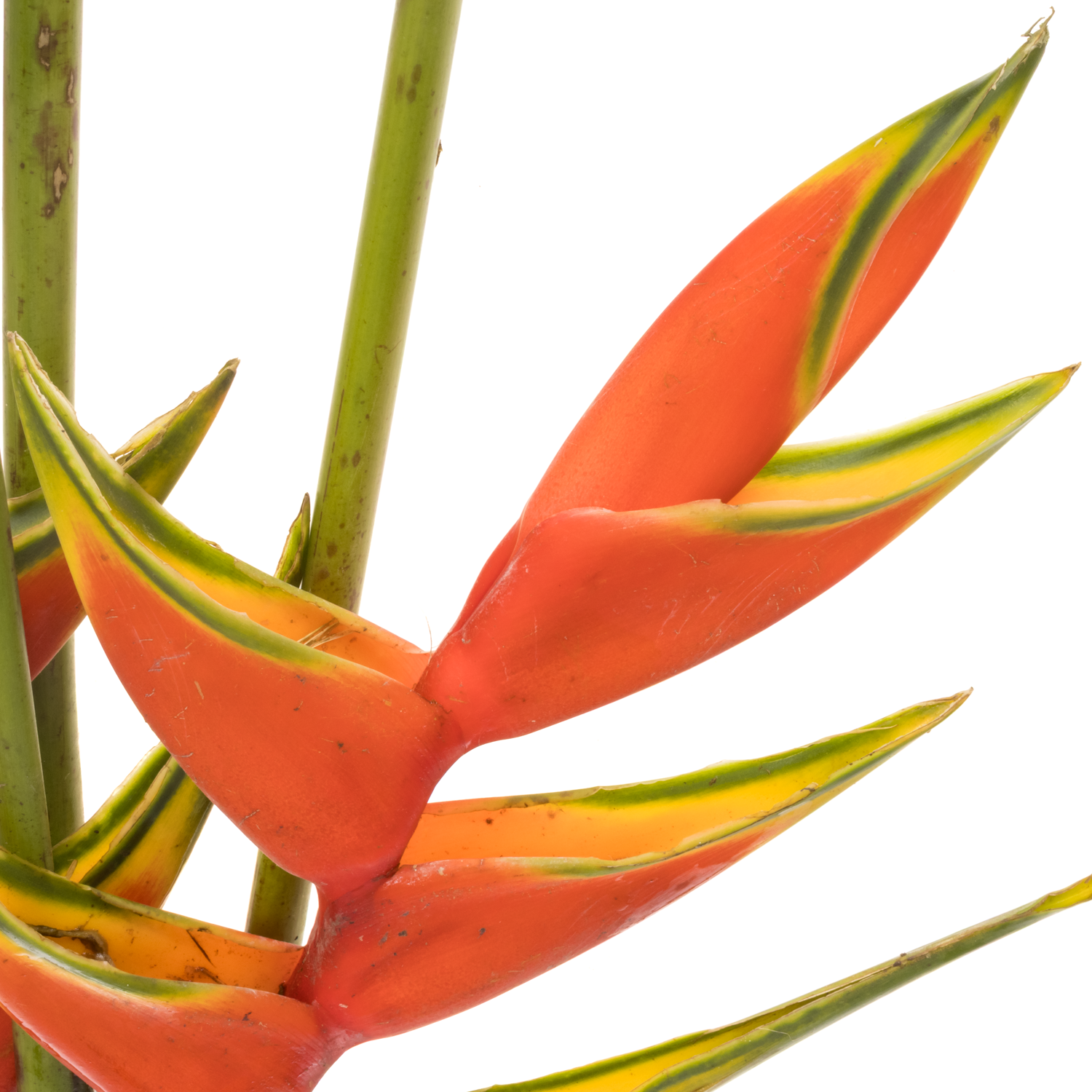 Heliconia Mittel orange Buae 90cm