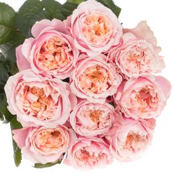 Rose rosa Notting Hill gefüllt 70cm 