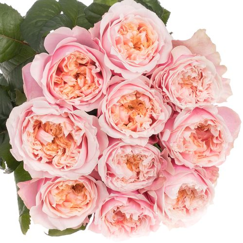 Rose rosa Notting Hill gefüllt 70cm 