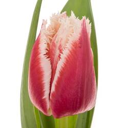 Tulpe weiss/rot Leandro Triflor 30 Gramm