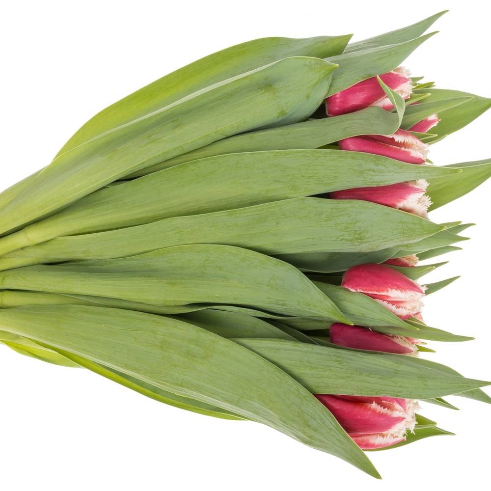 Tulpe weiss/rot Leandro Triflor 30 Gramm