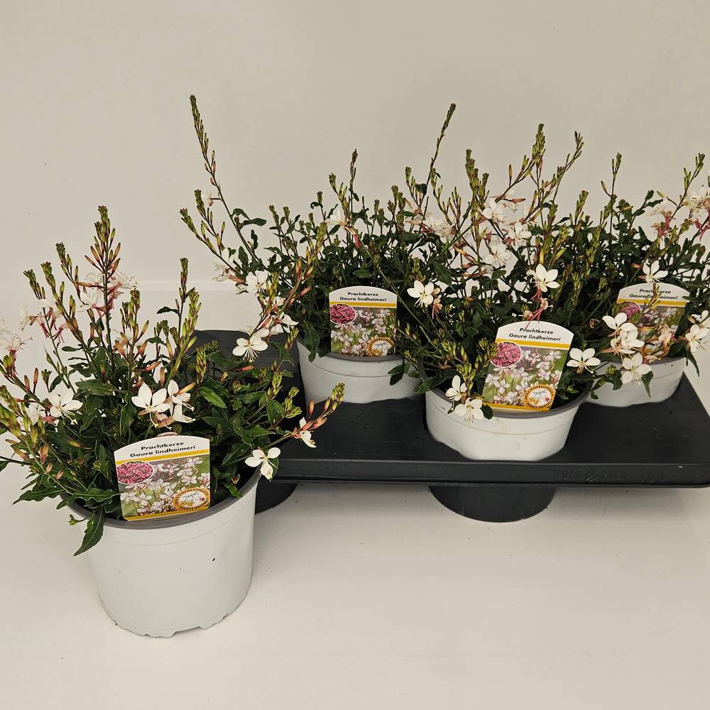 Gaura Gaudi weiss T17 H045