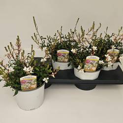 Gaura Gaudi weiss T17 H045