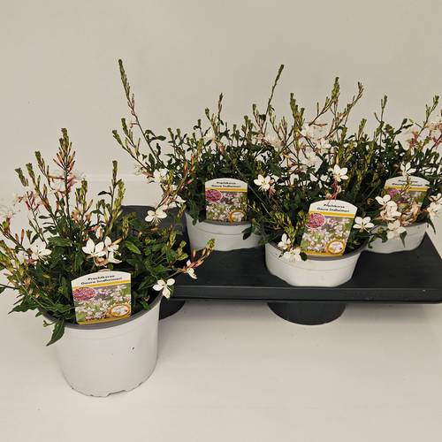 Gaura Gaudi weiss T17 H045