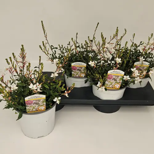 Gaura Gaudi weiss T17 H045
