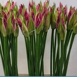 Nerine rosa Roon 70cm
