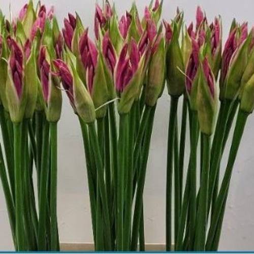 Nerine rosa Roon 70cm