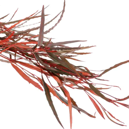 Grevilea orange gefärbt 70cm