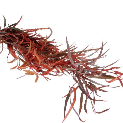 Grevilea orange gefärbt 70cm
