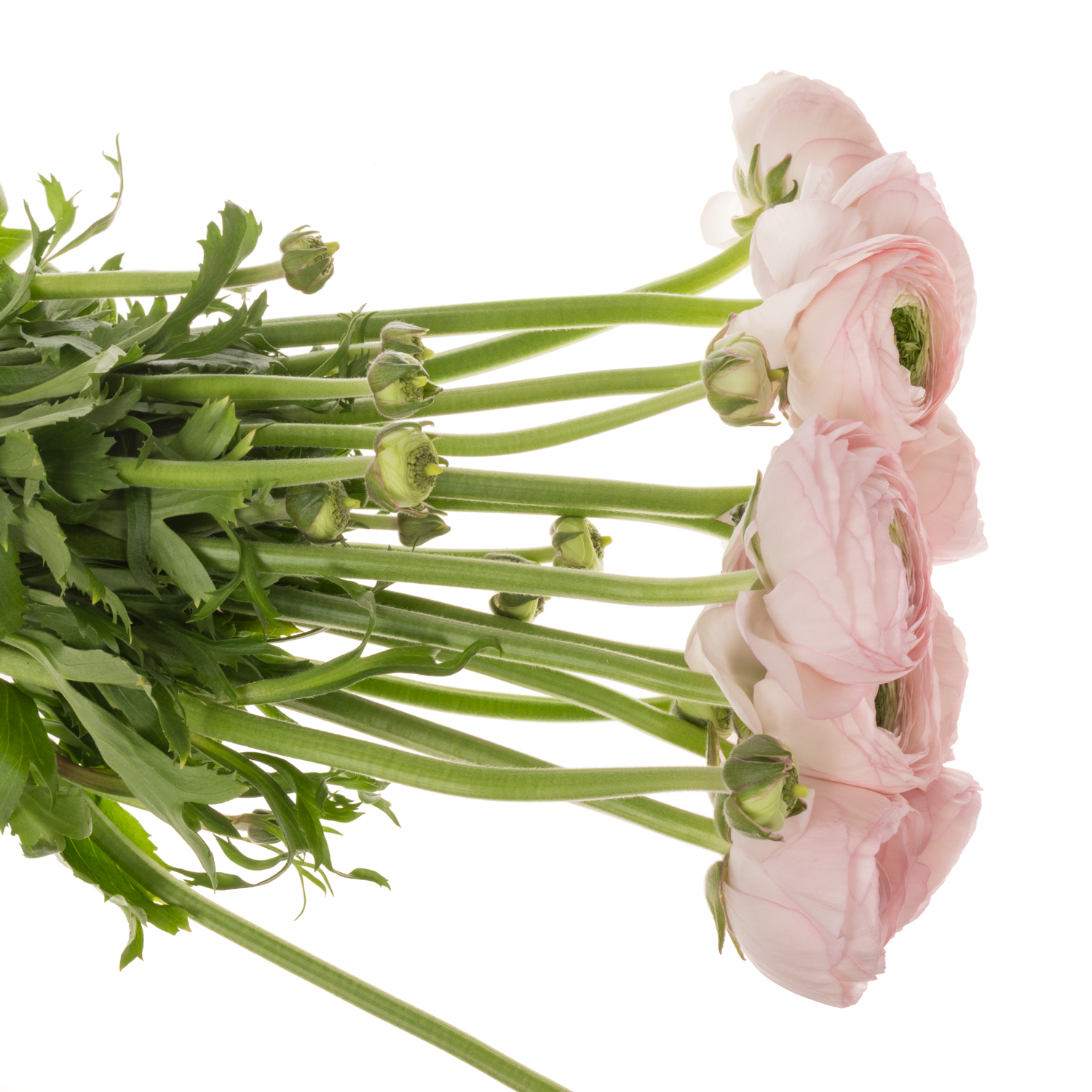 Ranunkel hell rosa Cloni Polka Super 45cm