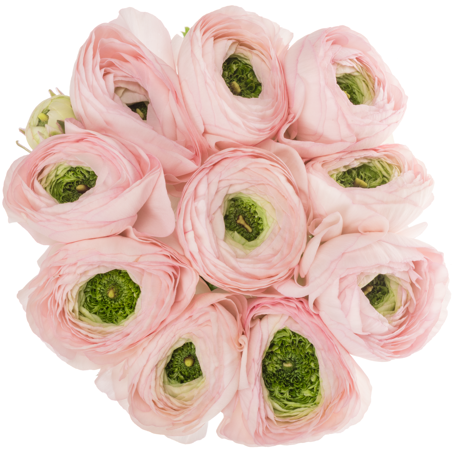 Ranunkel hell rosa Cloni Polka Super 45cm