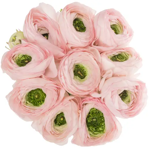 Ranunkel hell rosa Cloni Polka Super 45cm