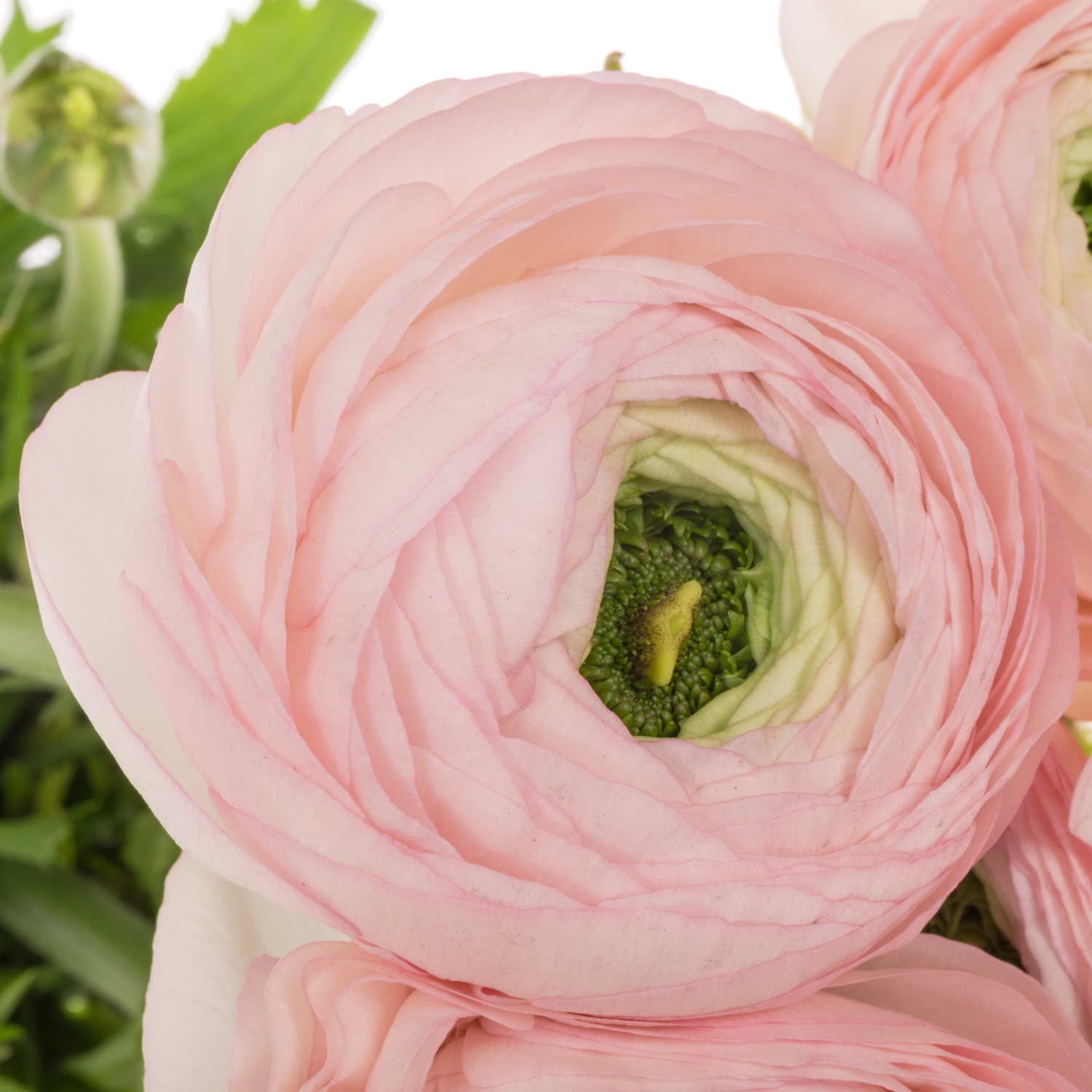 Ranunkel hell rosa Cloni Polka Super 45cm