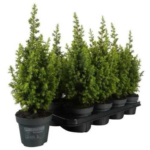 Chamaecyparis Thyoides Top Point PTK2511 T13 H040