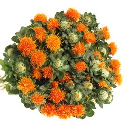 Carthamus orange Zanzibar 75cm