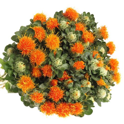 Carthamus orange Zanzibar 75cm