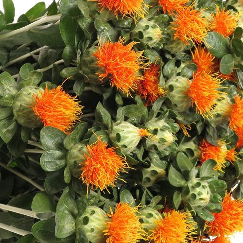 Carthamus orange Zanzibar 75cm