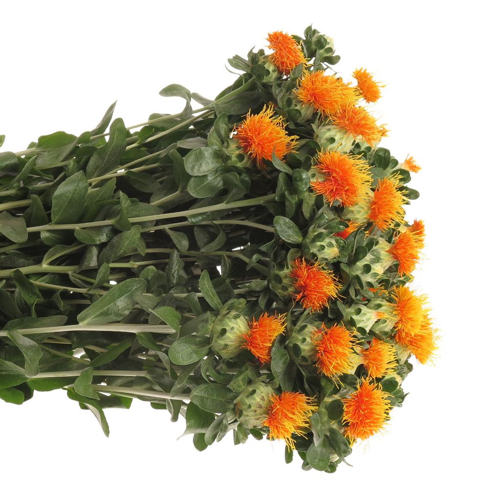 Carthamus orange Zanzibar 75cm