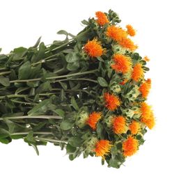 Carthamus orange Zanzibar 75cm