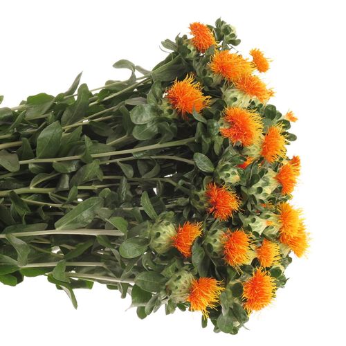 Carthamus orange Zanzibar 75cm