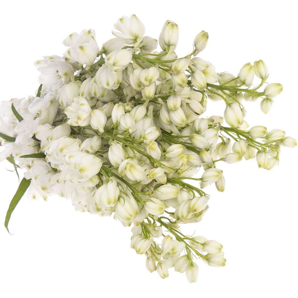 Delphinium weiss Ariel 60 cm