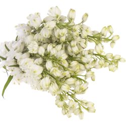 Delphinium weiss Ariel 60 cm