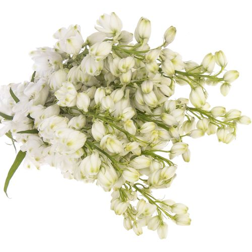 Delphinium weiss Ariel 60 cm
