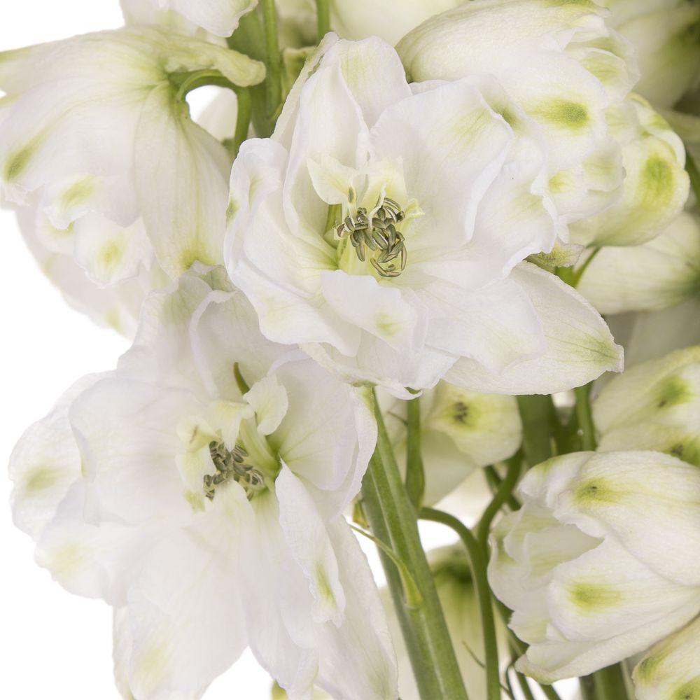 Delphinium weiss Ariel 60 cm